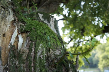 green moss on tree