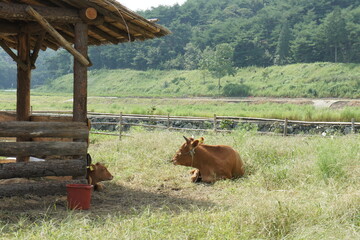 cows on the farm