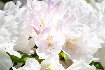 Closeup of pale pink flowers on a rhododendron blooming on a sunny spring day, as a nature...