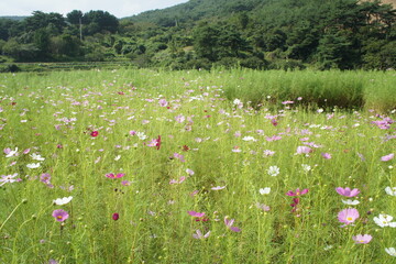 field of flowers