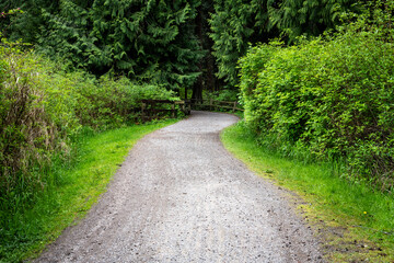 Outdoor nature recreation, gravel walking and biking path through open area with salmonberry bushes into a cedar tree forest with wood fencing, peaceful green and fresh air
