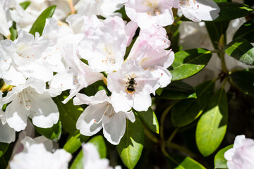 Closeup of pale pink flowers on a rhododendron blooming on a sunny spring day, bee pollinating and feeding, as a nature background
