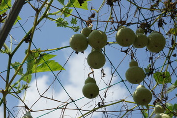 green gourd.