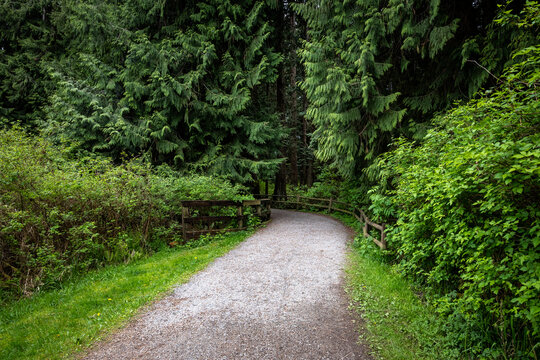 Outdoor nature recreation, gravel walking and biking path through open area with salmonberry bushes into a cedar tree forest with wood fencing, peaceful green and fresh air