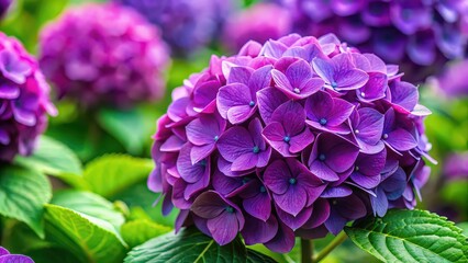Obraz premium Vibrant purple hydrangea showing off its beauty, hydrangea, flowers, bloom, purple, vibrant, garden, nature, petals