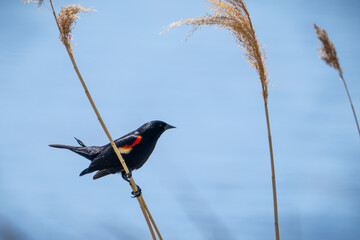 A male red winged blackbird perched in a marsh