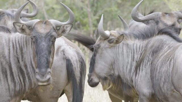 Wildebeest Herd Close Up Nuzzling Faces and Staring at Camera