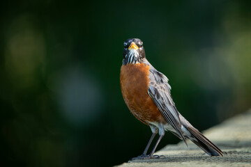American Robin perched in a public park