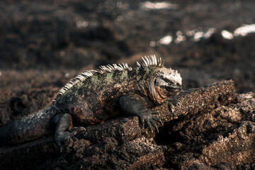 Galapagos Marine Iguana Resting