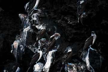 Blue-Footed Boobies on Galapagos Rock Cliff