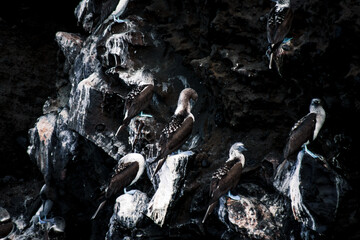 Galapagos Blue-Footed Boobies on Volcanic Cliffs