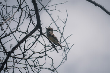 Galapagos Tree Perched Flycatcher