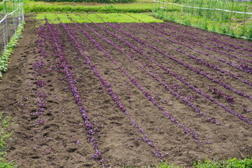 紫蘇を植えたばかりの畑