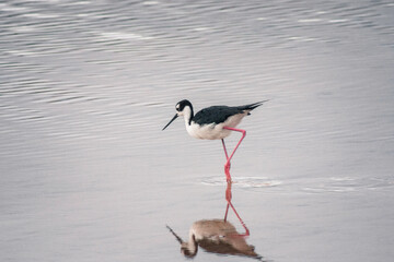 .Galapagos Stilt Elegantly Wading