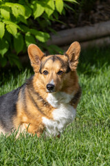 Tri color Pembroke Welsh Corgi looking at the camera while sitting outdoors in green grass during summer.