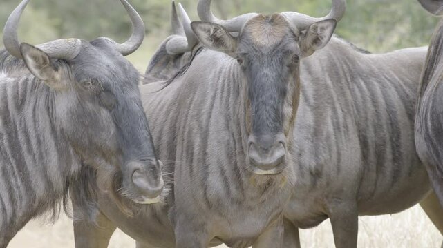 Wildebeests Close Up One Emerges From Yesterday and They Stare at Camera