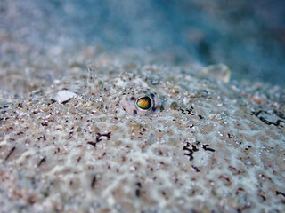 Hippoglossus stenolepis the Pacific halibut is a species of righteye flounder.