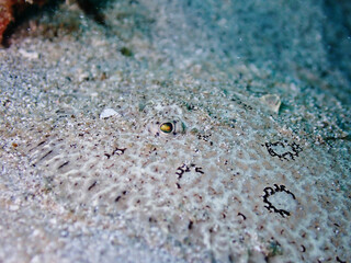 Hippoglossus stenolepis the Pacific halibut is a species of righteye flounder.