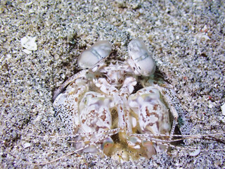 Macro shot of sea creature at Gili Trawangan dive site