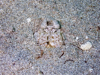 Macro shot of sea creature at Gili Trawangan dive site