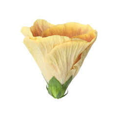 One beautiful hibiscus flower isolated on white © New Africa