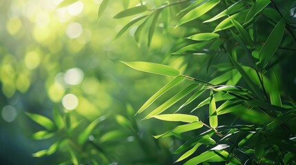 Naklejka premium Sunlight Filtering Through Bamboo Leaves