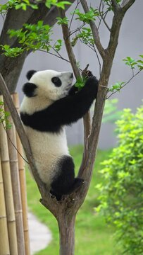 young giant panda bear cub climbing the tree , playing at Chengdu China
