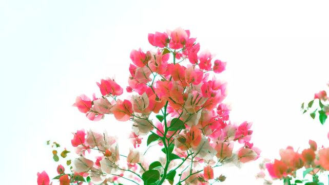Bright red pink color and magenta flowers bloom in the morning of bougainvillea. taken in Kayin State, Myanmar.  (Paper Flower, Bougainvillea glabra).