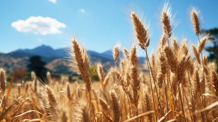 Fototapeta premium a golden wheat with the sun shining through it.