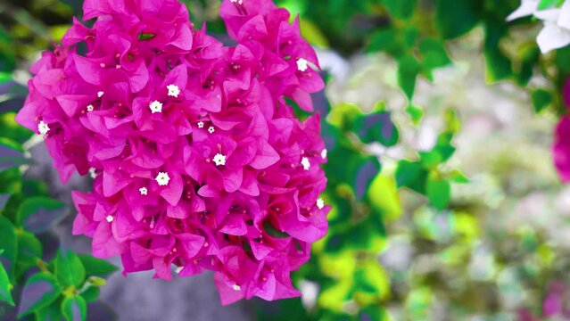 Bright red pink color and magenta flowers bloom in the morning of bougainvillea. taken in Kayin State, Myanmar.  (Paper Flower, Bougainvillea glabra).