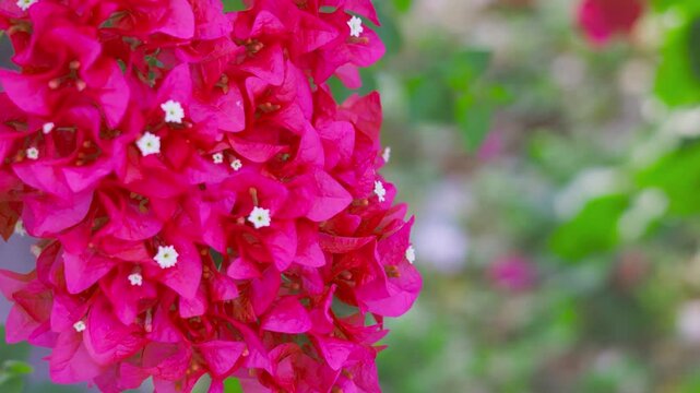 Bright red pink color and magenta flowers bloom in the morning of bougainvillea. taken in Kayin State, Myanmar.  (Paper Flower, Bougainvillea glabra).