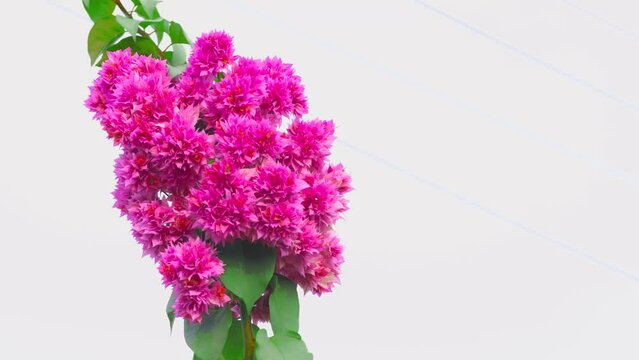 Bright red pink color and magenta flowers bloom in the morning of bougainvillea. taken in Kayin State, Myanmar.  (Paper Flower, Bougainvillea glabra).