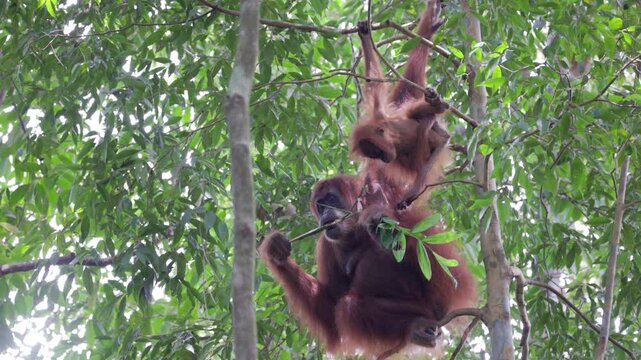 a baby orangutan takes a piece of bamboo stalk from its mother in the rainforest of gunung leuser national park on sumatra, indonesia