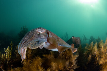 Australian Giant Cuttlefish
