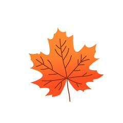 maple leaves isolated on white