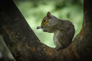 squirrel in the park
