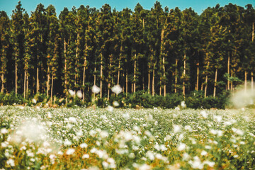 Obraz premium 제주도풍경