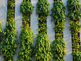 A close-up of a green building with plants growing on the facade. Ecology and green living in the city