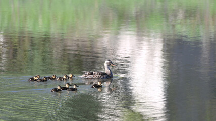 Duck Family Swimming