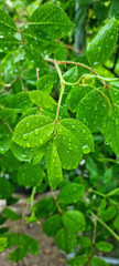 A rose leaf with water droplets.