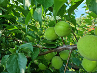 Plums hanging on branches on a farm.