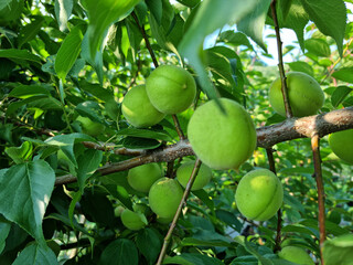 Plums hanging on branches on a farm.