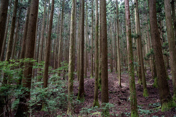 杉