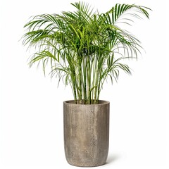  plant pot photography on white background