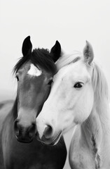 Fototapeta premium Close-Up Portrait of Two Horses, One Black and One White 