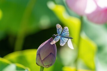 ハスの蕾にとまってくつろぐチョウトンボ オス