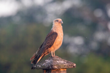 A Yellow-headed Caracara in Costa Rica