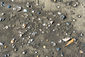 Shells on Mangawhai Heads Beach - New Zealand