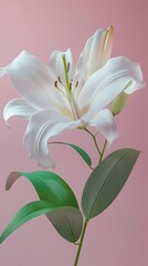 Fototapeta premium 3D render of A close-up of an Easter lily on a pastel pink background, clean background, no copyrighted logo, no letters, no peaple