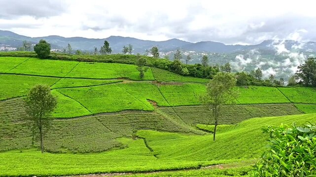 Landscape view of Green tea plantations in Nilgiris, on Western ghats mountains background
